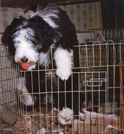 Baillie climbing out of the exercise pen that he was in!